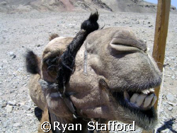 Mohammed my camel on a dive safari from Dahab in the Sina... by Ryan Stafford 